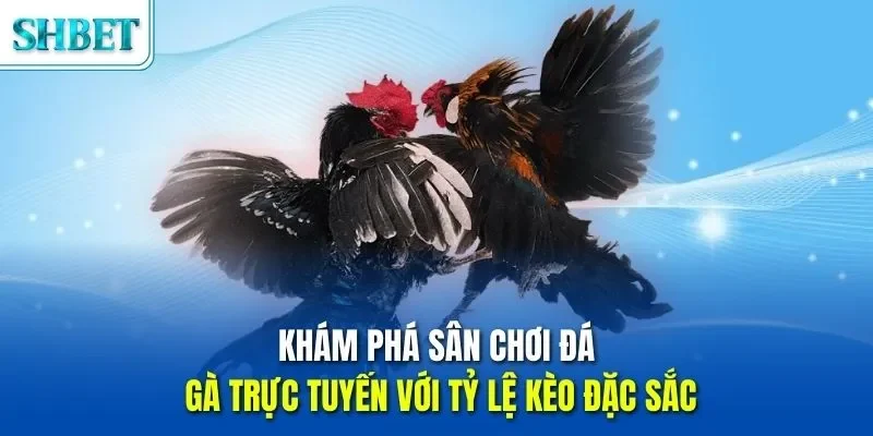 Khám phá sân chơi đá gà trực tuyến với tỷ lệ kèo đặc sắc